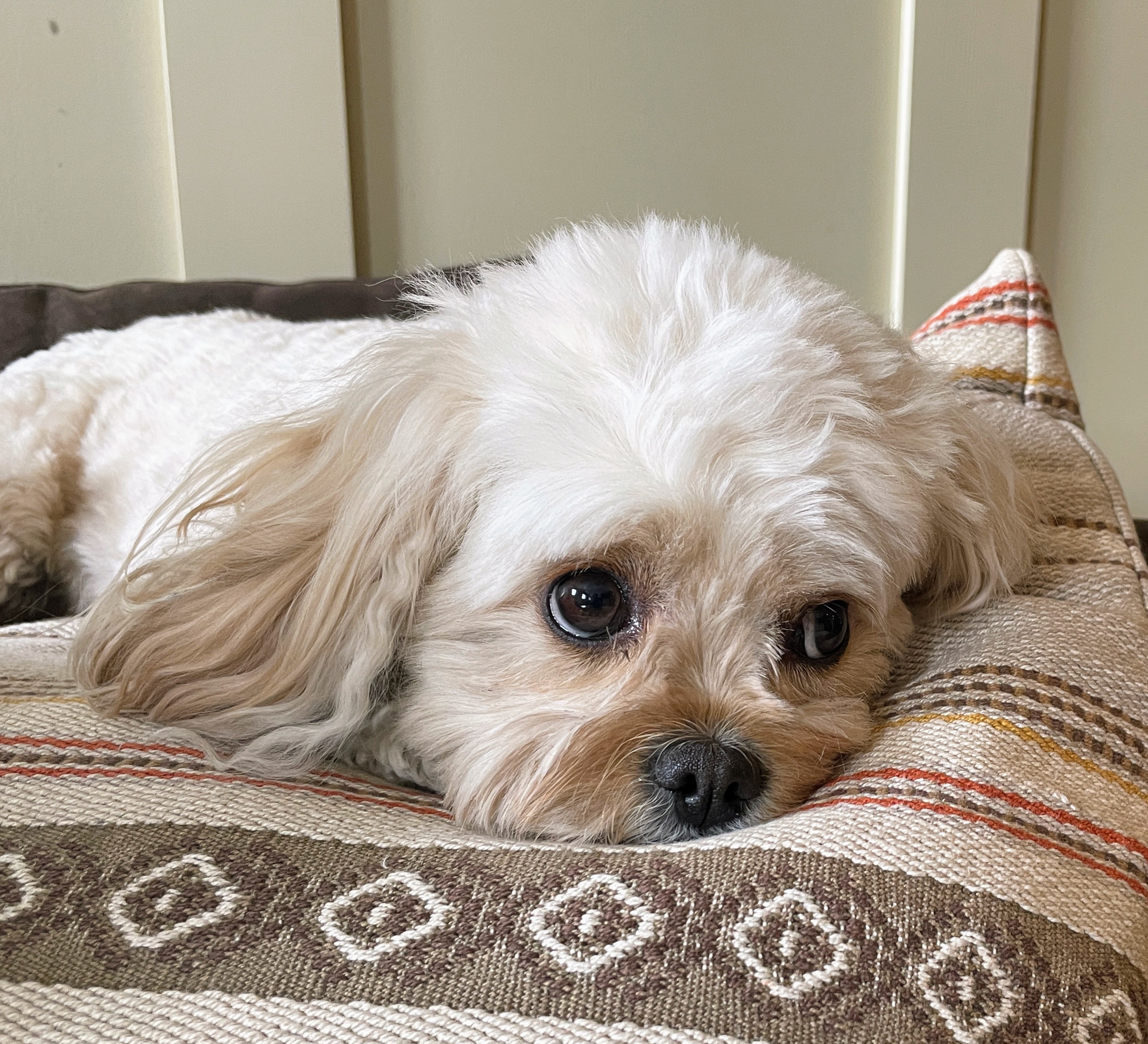 The Art of Single-Tasking: A Lesson From My Dog